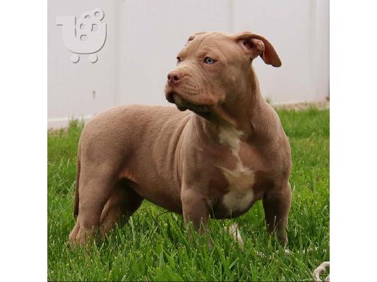 Pitbull